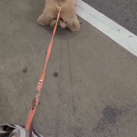 道ばたで踏ん張る犬