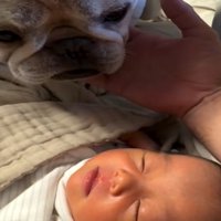 赤ちゃんを見る犬4