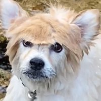 アップの犬