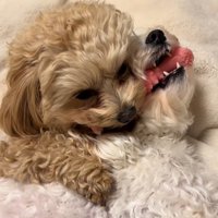 オモチャを取り合う小型犬達