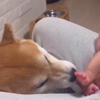 ひよりちゃんの足を舐めるこむぎ君
