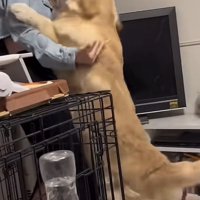 ギャルにハグする犬