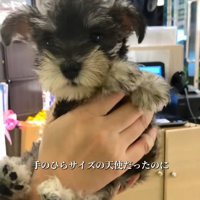 もなかちゃんの成長