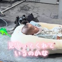 赤ちゃんを見守るらんちゃん