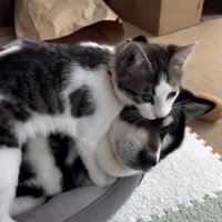たまちゃん「だーいすき！」