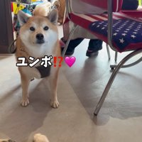 「え！ショベルカー！？」