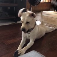 靴下を押さえて見つめる犬