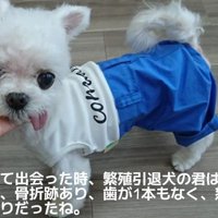歯が1本もないわんこ