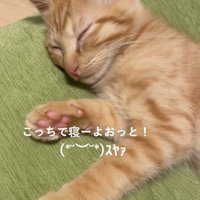 クッションで眠る子猫