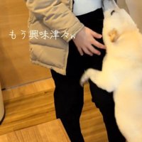 後ろ足で立ち上がって赤ちゃんの匂いを嗅ぐ白い犬