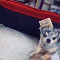 首輪に貸したお金が挟まってる！！