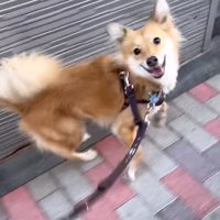笑顔でチラチラ見てくる犬