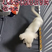 サークルに入ってくる飼い主さんを見て尻尾を振る子犬