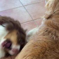 お誘いを無視するチョビちゃん