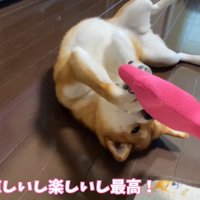 おもちゃで遊び始めました