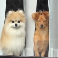 対照的な2匹に笑っちゃう！