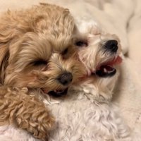 くっついて眠る小型犬達