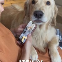 飼い主を見つめる大型犬