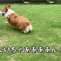 興奮がおさまらずダッシュ！