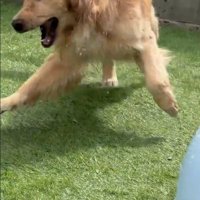 大口を開けるごん君