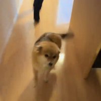 耳を倒して飼い主たち帰宅を喜ぶ犬