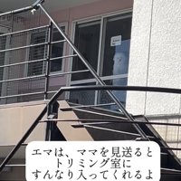 階段越しに見える窓辺の犬