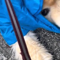 動かなくなって飼い主に撫でられている犬
