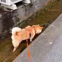 ドンドン進むわらびちゃん