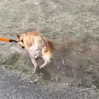 手術で立ち上がれるように！