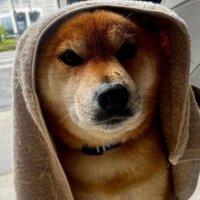 「ぐしゃぐしゃにしないで！」