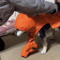 オレンジのカッパを着る黒柴