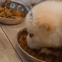 皿に入ったごはんを食べる小さな子犬