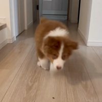 オヤツを食べそうなアンディ君