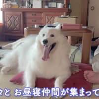 お昼寝仲間が集合