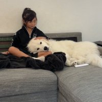 子供に甘える大型犬