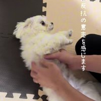 頑なに拒否するHaruちゃん