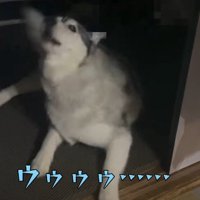 尻尾を触られて激怒！！
