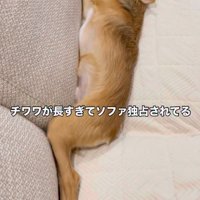 ソファに寝転がる小型犬
