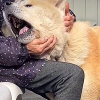 愛を伝えるまるちゃん