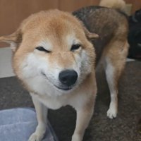 朝、飼い主さんが起きたらニコニコ♪