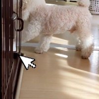 自分のフード皿の前へ…