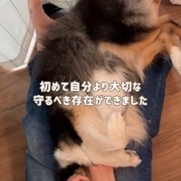 膝の上で寝転がる犬