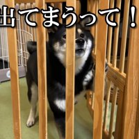 全然寝かせてくれません！