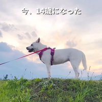 マナちゃんの現在までの軌跡8