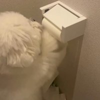 ペーパーホルダーの前に立つ犬