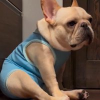 再び座り直した犬