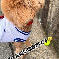見上げる犬1