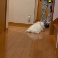 まるでモップのよう（笑）