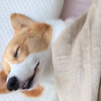 ぐっすり