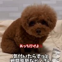 おやつを守るピノちゃん